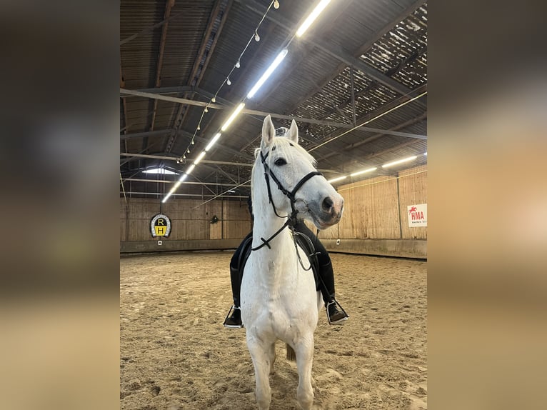 Westfale Stute 13 Jahre 165 cm Schimmel in Aachen