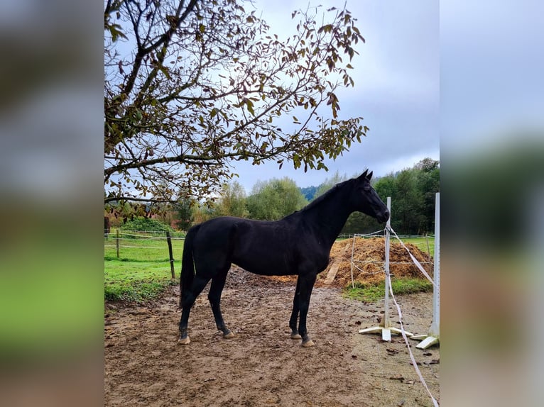 Westfale Stute 13 Jahre 165 cm Schwarzbrauner in St.Andr&#xE4;