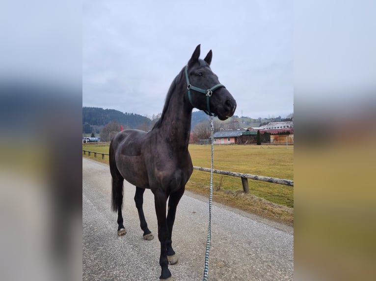 Westfale Stute 13 Jahre 165 cm Schwarzbrauner in St.Andr&#xE4;