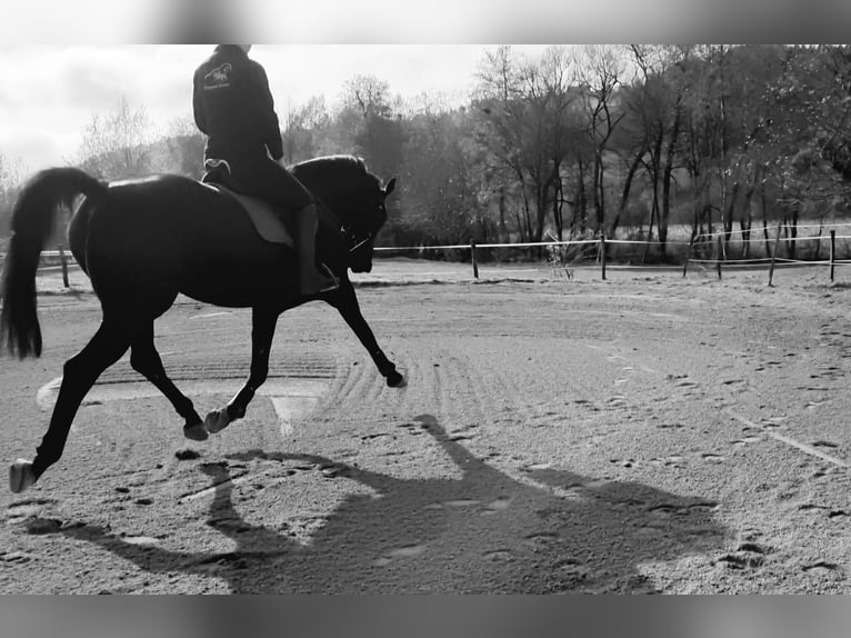 Westfale Stute 13 Jahre 165 cm Schwarzbrauner in St.Andr&#xE4;