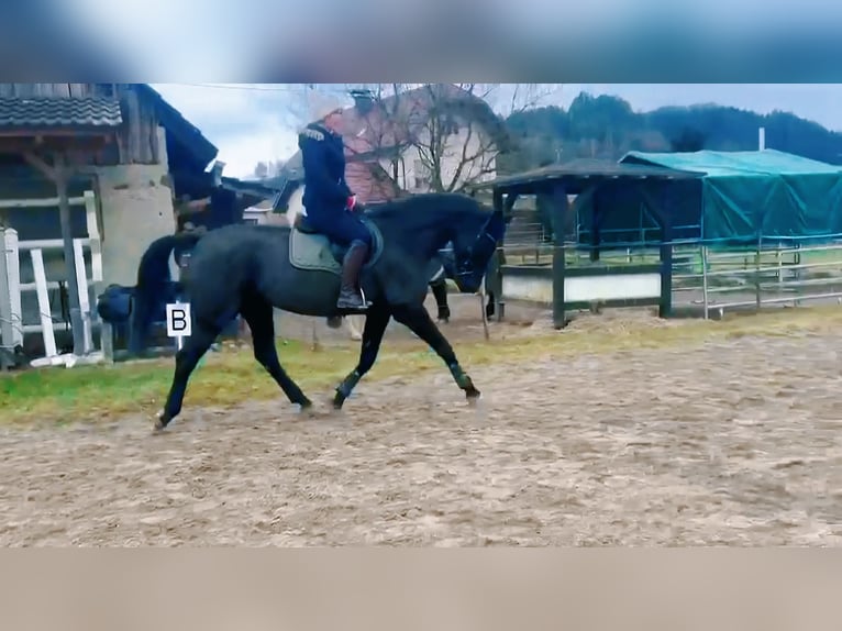 Westfale Stute 13 Jahre 165 cm Schwarzbrauner in St.Andr&#xE4;