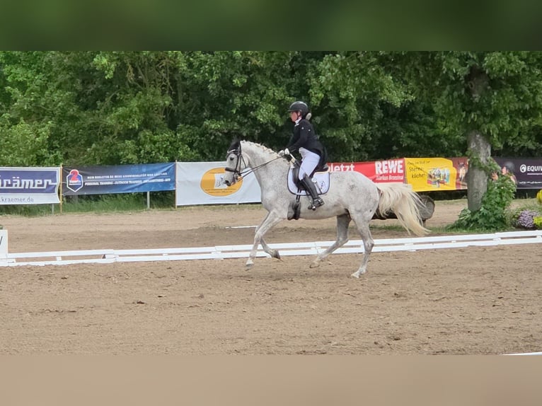 Westfale Stute 13 Jahre 166 cm Apfelschimmel in Langen