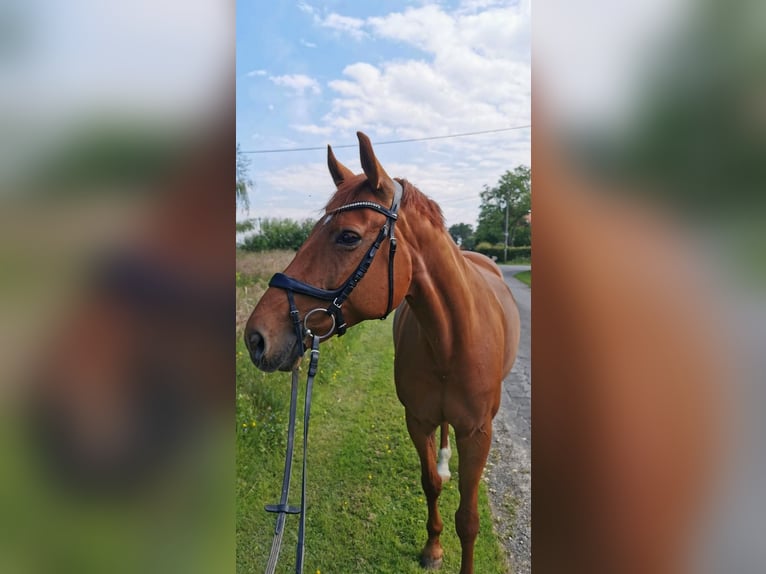 Westfale Stute 13 Jahre 166 cm Fuchs in Herzebrock-Clarholz