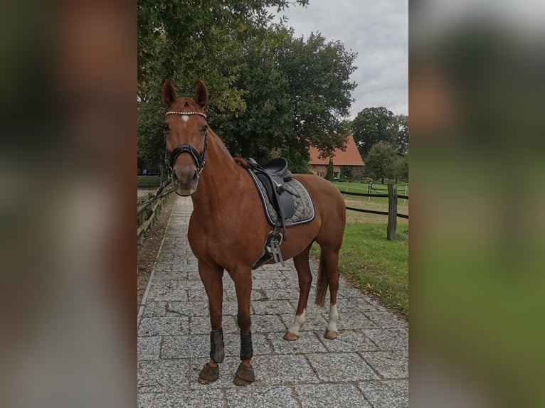 Westfale Stute 13 Jahre 166 cm Fuchs in Herzebrock-Clarholz