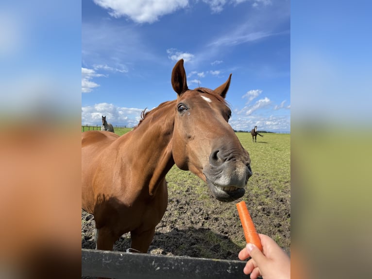 Westfale Stute 13 Jahre 166 cm Fuchs in Herzebrock-Clarholz