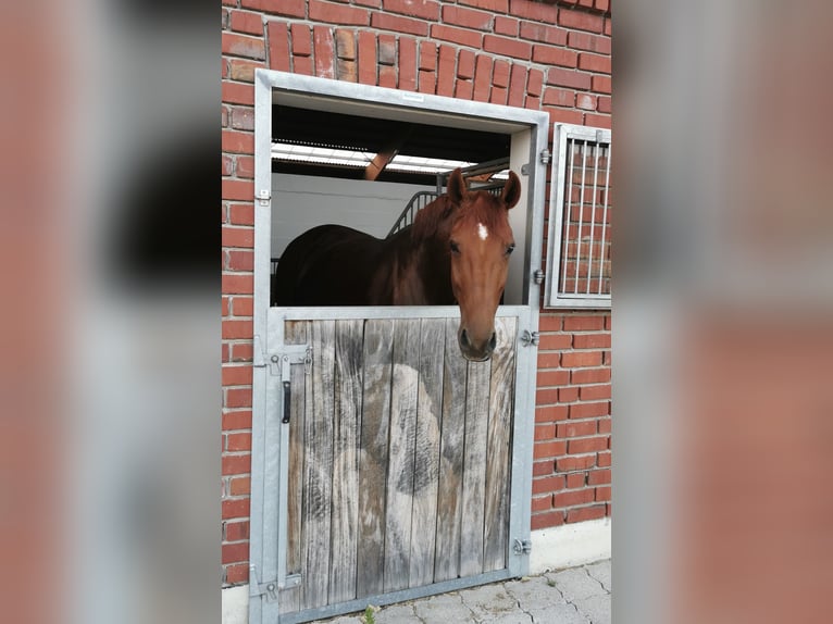 Westfale Stute 13 Jahre 166 cm Fuchs in Herzebrock-Clarholz