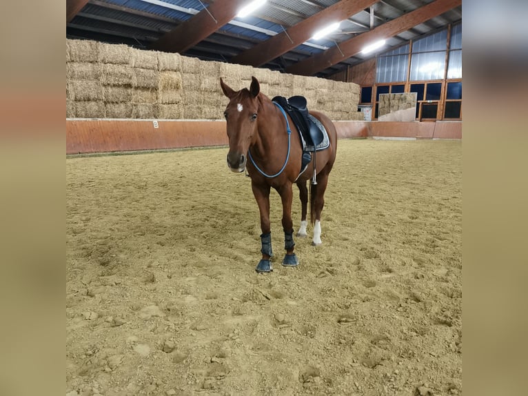Westfale Stute 13 Jahre 166 cm Fuchs in Herzebrock-Clarholz