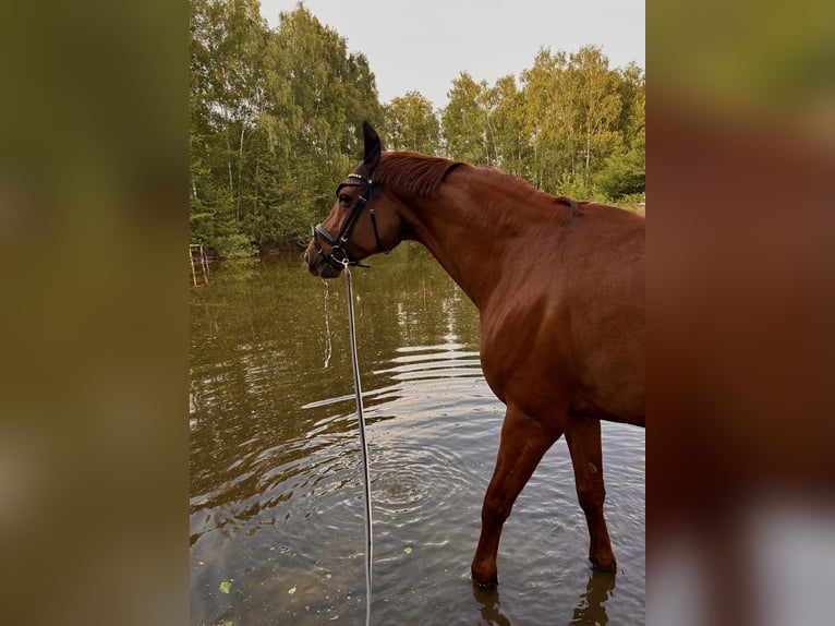 Westfale Stute 13 Jahre 166 cm Fuchs in Herzebrock-Clarholz
