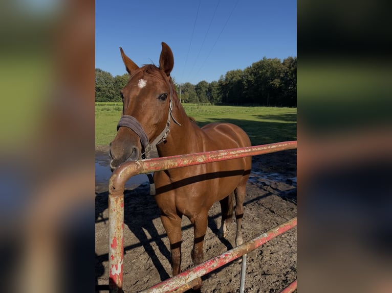 Westfale Stute 13 Jahre 166 cm Fuchs in Herzebrock-Clarholz