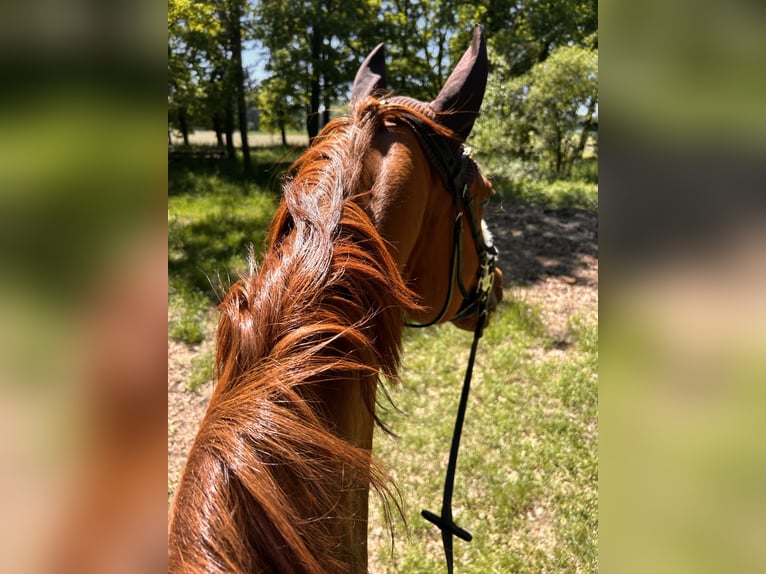Westfale Stute 13 Jahre 166 cm Fuchs in Herzebrock-Clarholz