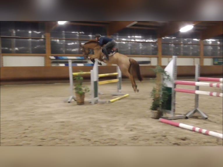 Westfale Stute 13 Jahre 166 cm Fuchs in Gerstetten