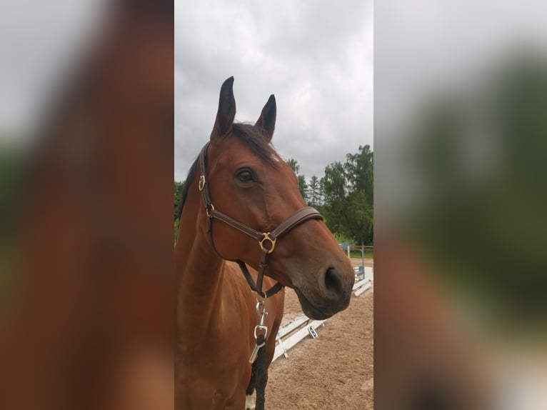 Westfale Stute 13 Jahre 167 cm Brauner in Marktoberdorf