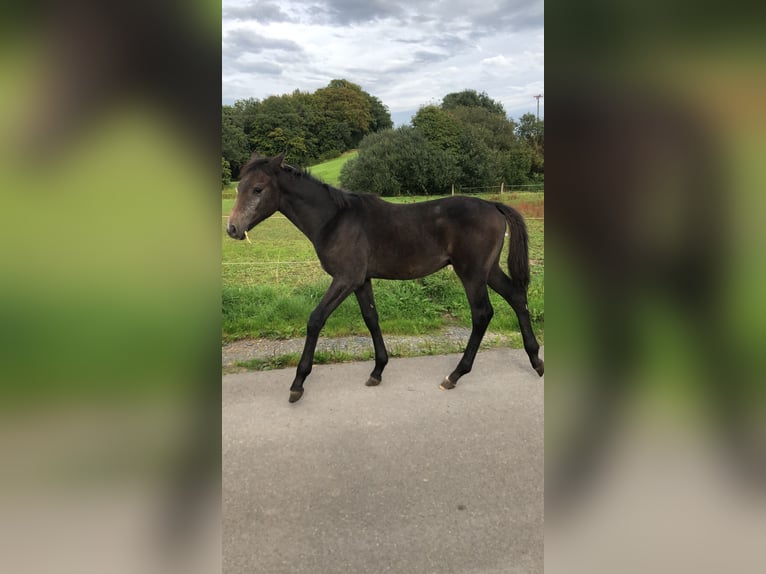 Westfale Stute 13 Jahre 167 cm Brauner in WipperfürthWipperfürth