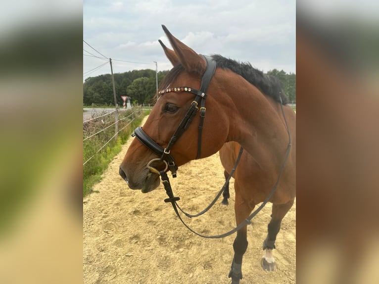 Westfale Stute 13 Jahre 167 cm Brauner in WipperfürthWipperfürth