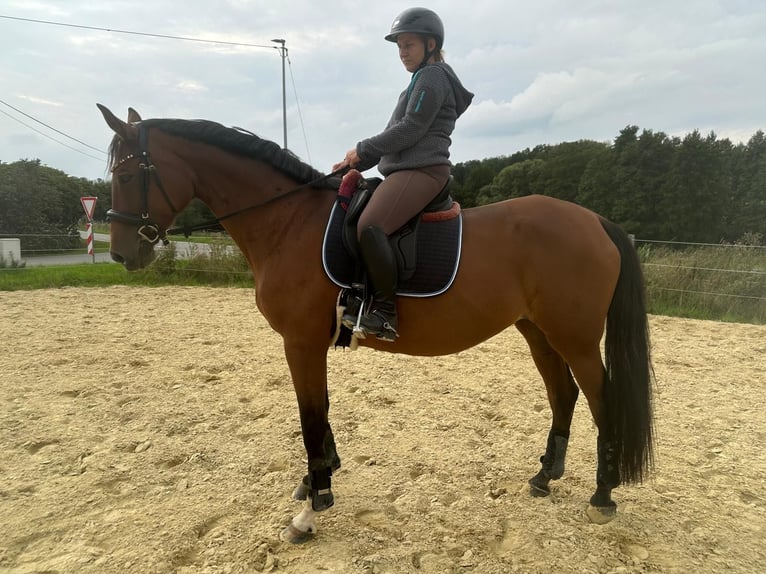 Westfale Stute 13 Jahre 167 cm Brauner in WipperfürthWipperfürth