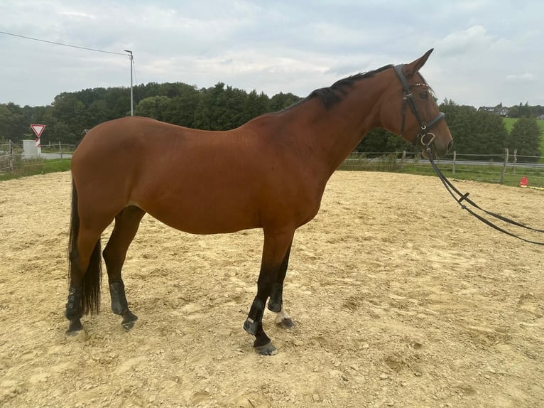 Westfale Stute 13 Jahre 167 cm Brauner in WipperfürthWipperfürth