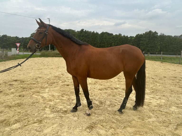 Westfale Stute 13 Jahre 167 cm Brauner in WipperfürthWipperfürth