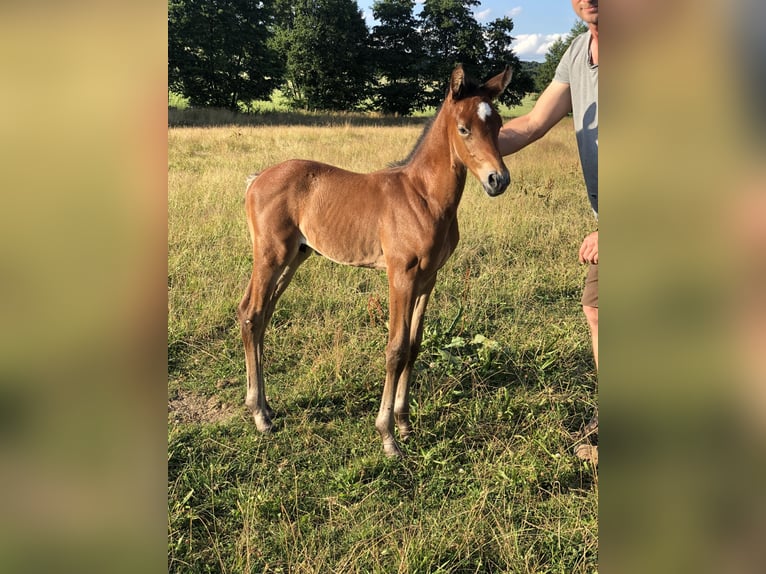 Westfale Stute 13 Jahre 167 cm Brauner in WipperfürthWipperfürth