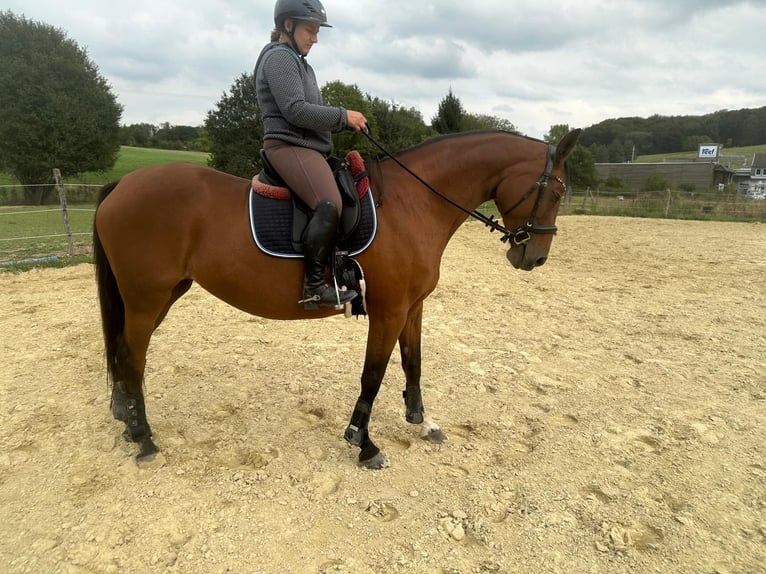 Westfale Stute 13 Jahre 167 cm Brauner in WipperfürthWipperfürth