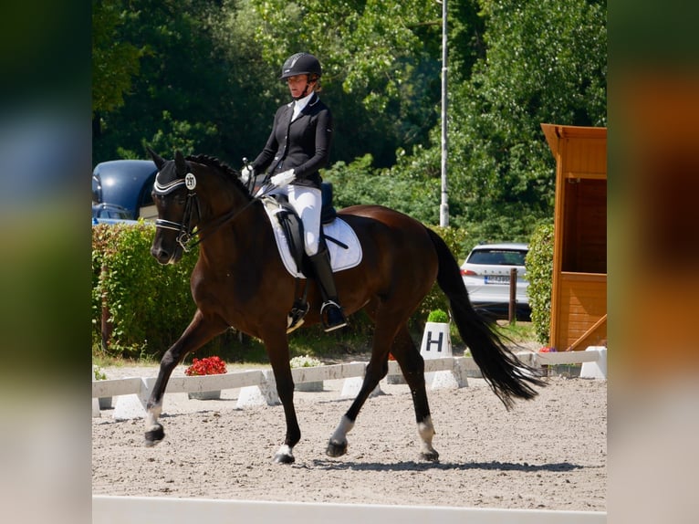 Westfale Stute 13 Jahre 167 cm Rappe in Linnich