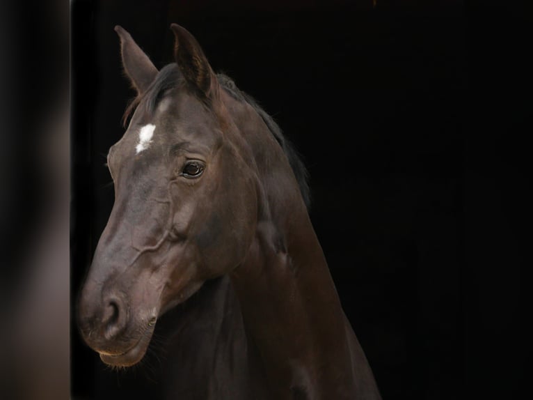 Westfale Stute 13 Jahre 167 cm Rappe in Linnich