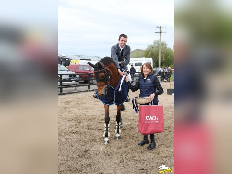 Westfale Stute 13 Jahre 168 cm Rotbrauner in Naas