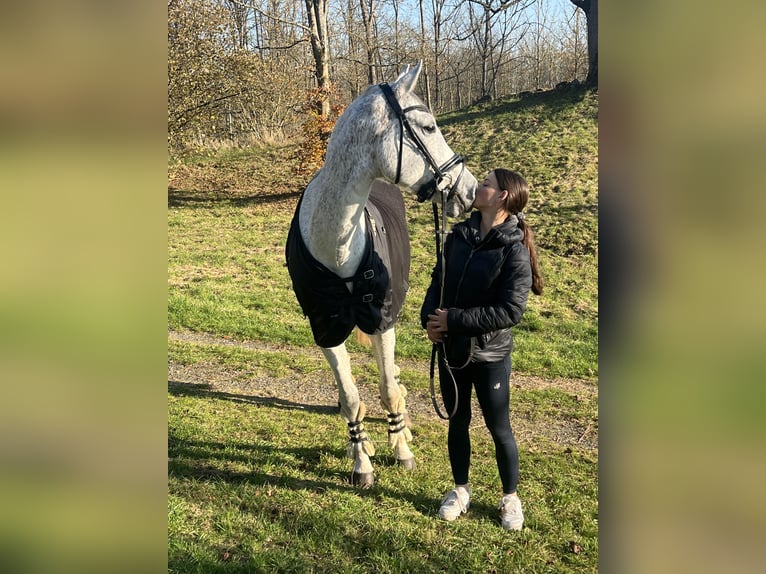 Westfale Stute 13 Jahre 169 cm Schimmel in Hof