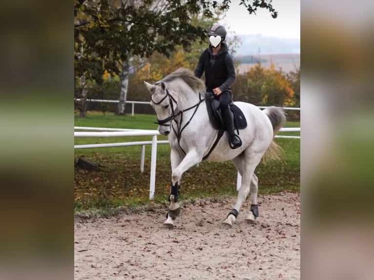 Westfale Stute 13 Jahre 169 cm Schimmel in Hof
