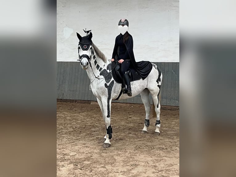 Westfale Stute 13 Jahre 169 cm Schimmel in Hof