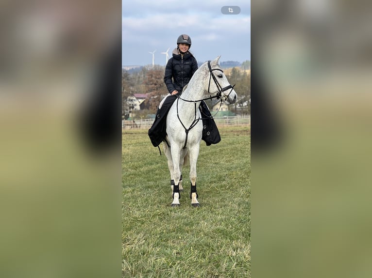 Westfale Stute 13 Jahre 169 cm Schimmel in Hof