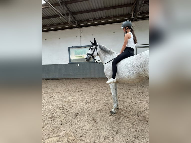 Westfale Stute 13 Jahre 169 cm Schimmel in Hof