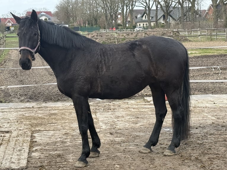 Westfale Stute 13 Jahre 170 cm Dunkelbrauner in Spelle