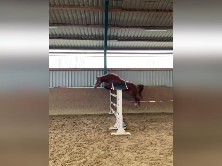 Westfale Stute 13 Jahre 170 cm Fuchs in Husum