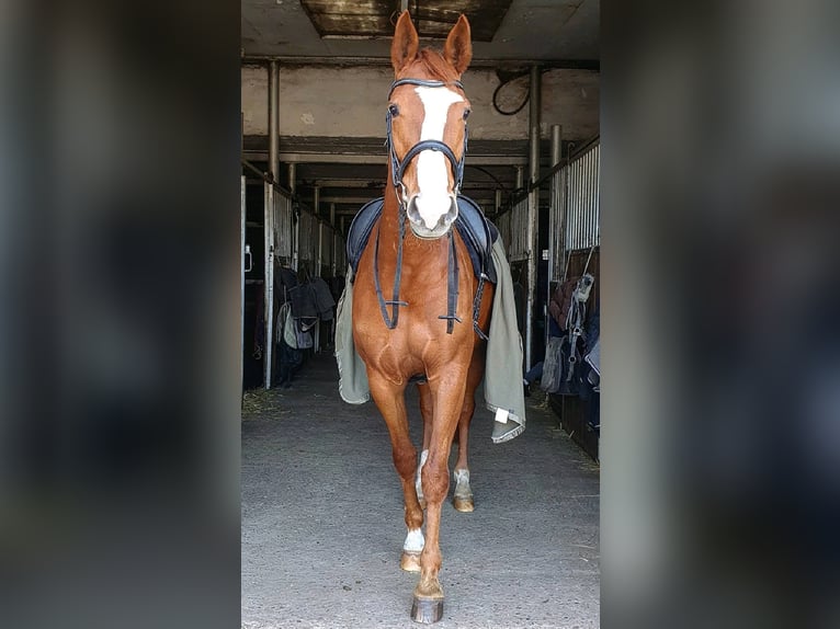 Westfale Stute 13 Jahre 170 cm Fuchs in Husum