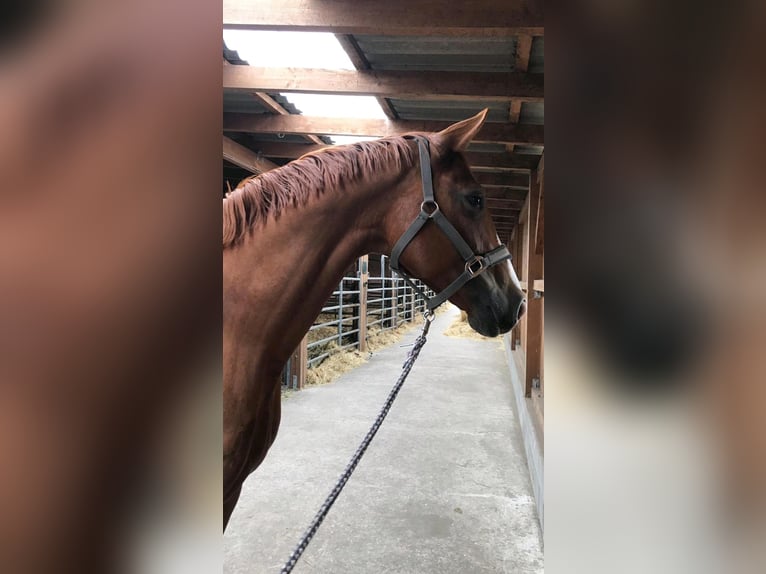 Westfale Stute 13 Jahre 170 cm Fuchs in Husum