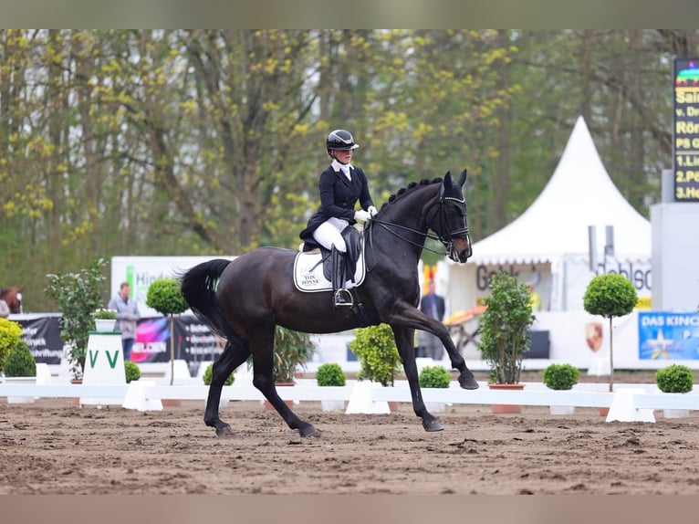 Westfale Stute 13 Jahre 170 cm Schwarzbrauner in Ahrensburg