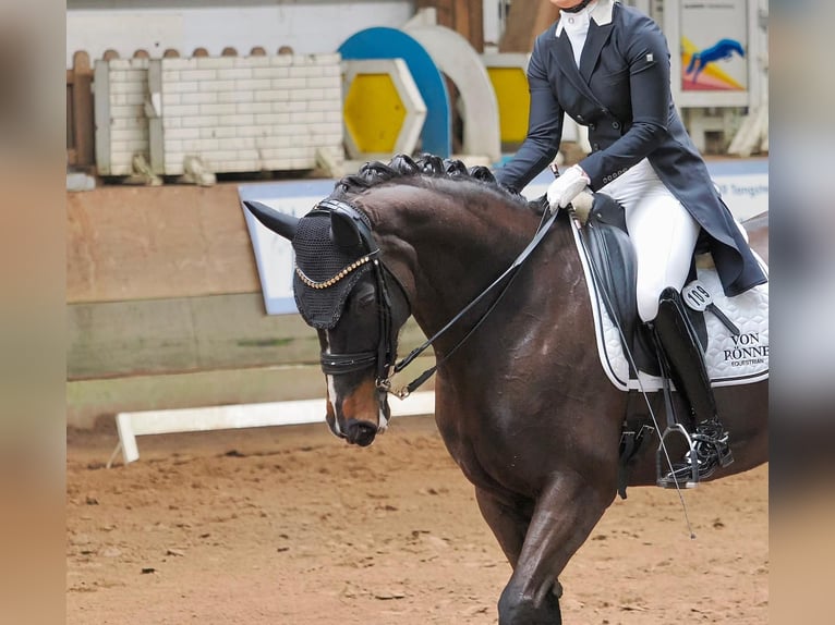 Westfale Stute 13 Jahre 170 cm Schwarzbrauner in Ahrensburg