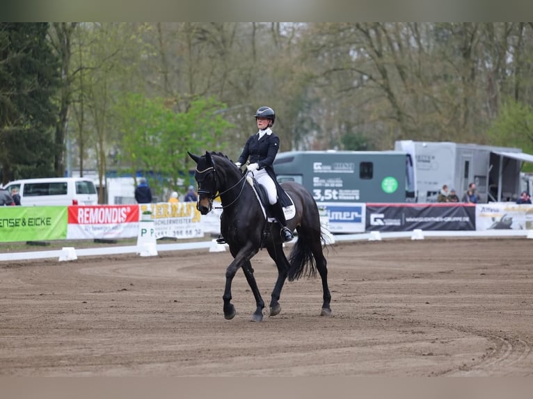 Westfale Stute 13 Jahre 170 cm Schwarzbrauner in Ahrensburg