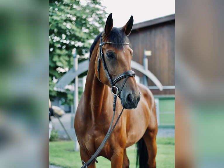 Westfale Stute 13 Jahre 171 cm Brauner in Schwerte