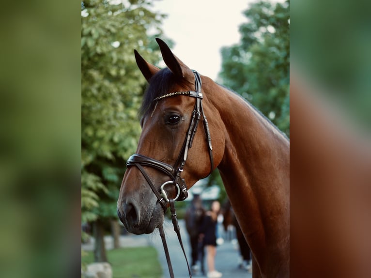 Westfale Stute 13 Jahre 171 cm Brauner in Schwerte