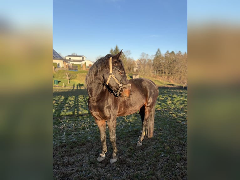Westfale Stute 13 Jahre 172 cm Dunkelbrauner in Mückeln