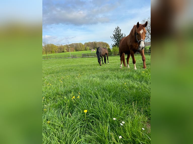 Westfale Stute 13 Jahre 172 cm Fuchs in Nümbrecht