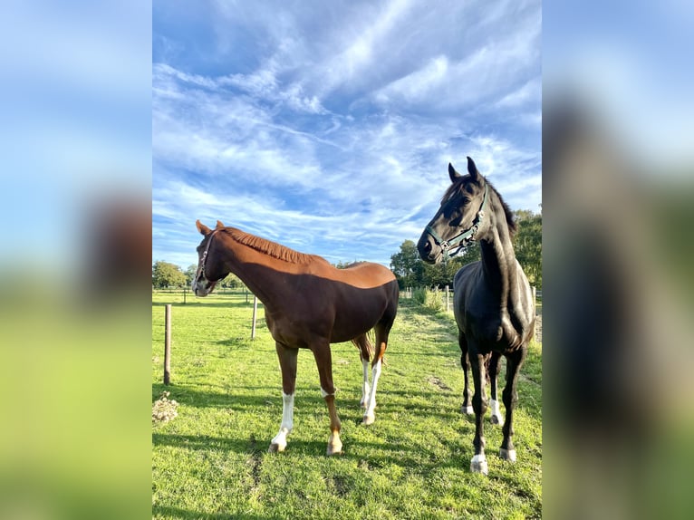 Westfale Stute 13 Jahre 172 cm Schwarzbrauner in Lüdinghausen