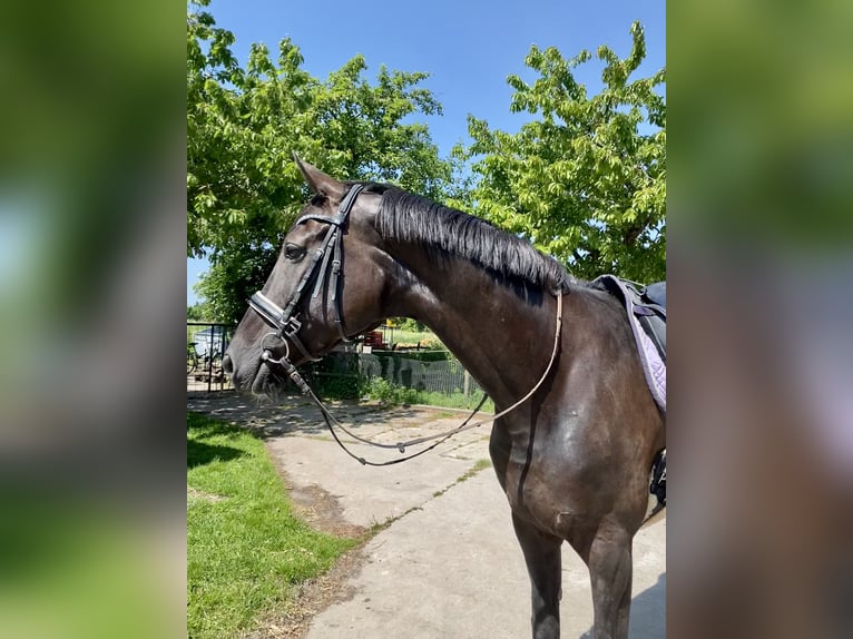 Westfale Stute 13 Jahre 172 cm Schwarzbrauner in Lüdinghausen