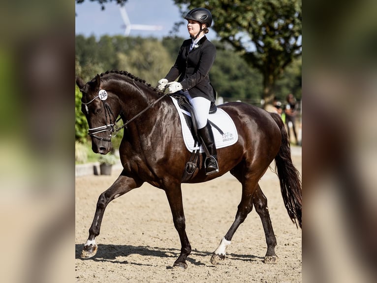 Westfale Stute 13 Jahre 172 cm Schwarzbrauner in Lüdinghausen