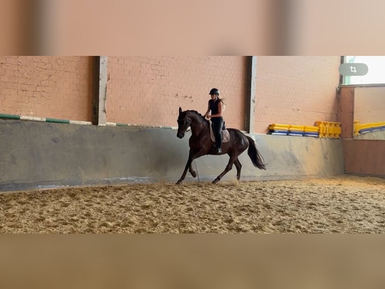 Westfale Stute 13 Jahre 173 cm Dunkelfuchs in Windhagen