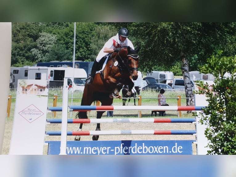 Westfale Stute 13 Jahre 175 cm Brauner in Bassum