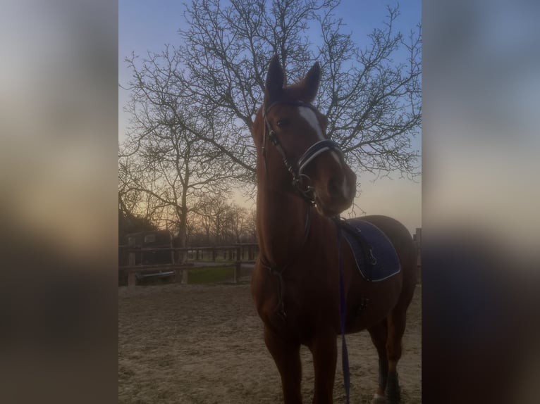 Westfale Stute 13 Jahre 175 cm Fuchs in T&#xF6;nisvorst