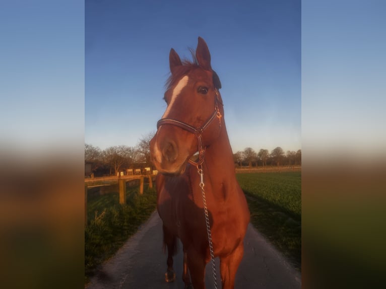 Westfale Stute 13 Jahre 175 cm Fuchs in T&#xF6;nisvorst