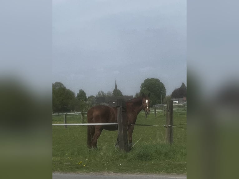 Westfale Stute 13 Jahre 175 cm Fuchs in T&#xF6;nisvorst